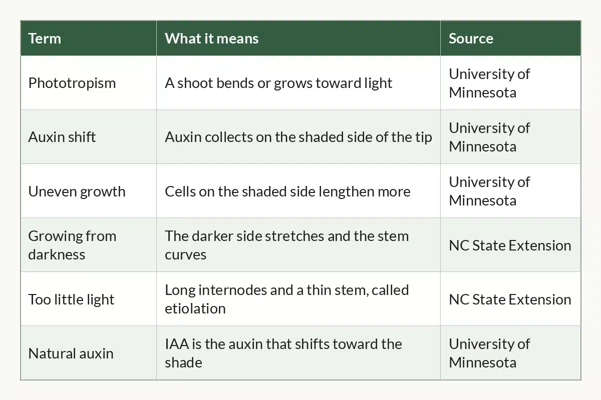Table graphic of Phototropism at a Glance for cannabis growers, 6 rows by 3 columns