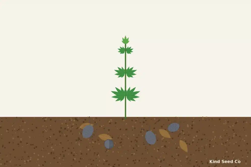 Illustration of gray pill bugs on damp soil and leaf litter at the base of a young cannabis plant, one curled into a ball