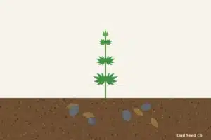 Illustration of gray pill bugs on damp soil and leaf litter at the base of a young cannabis plant, one curled into a ball