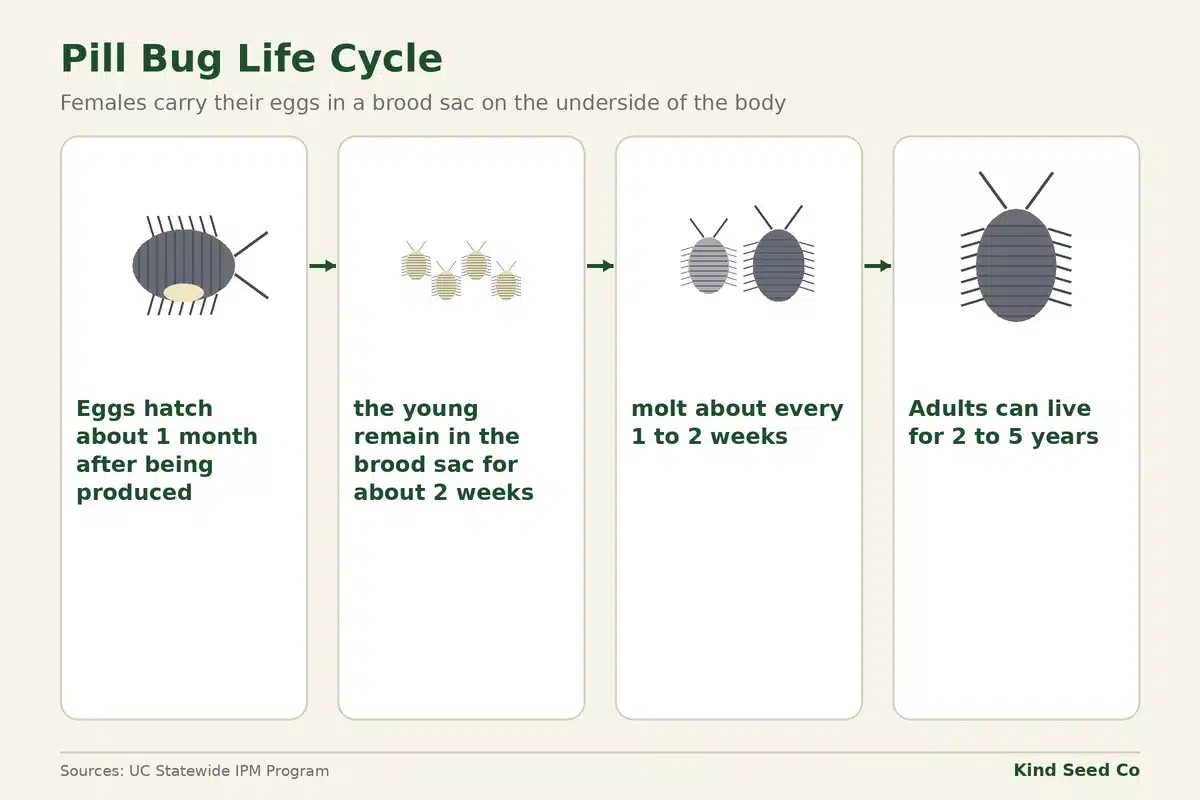 Diagram of a pill bug life cycle from eggs in a brood sac to young that molt and adults that live 2 to 5 years