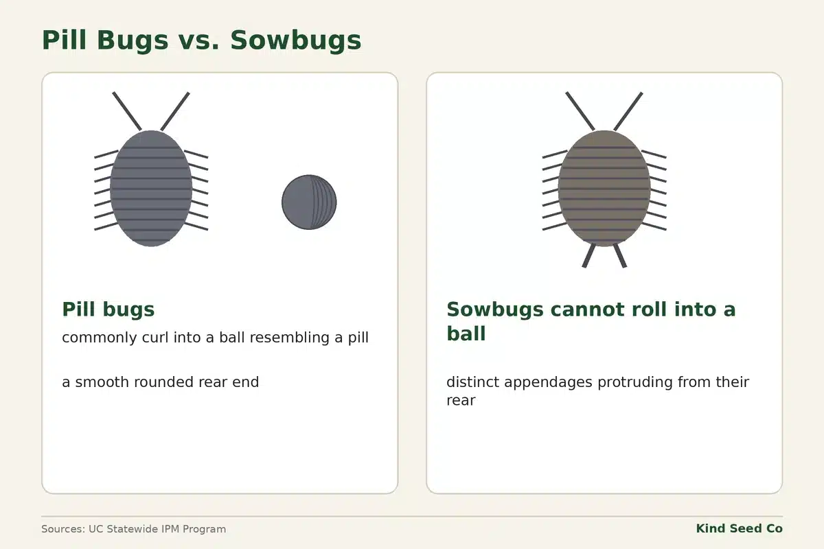 Diagram comparing a pill bug that curls into a ball with a flatter sowbug that has two rear appendages