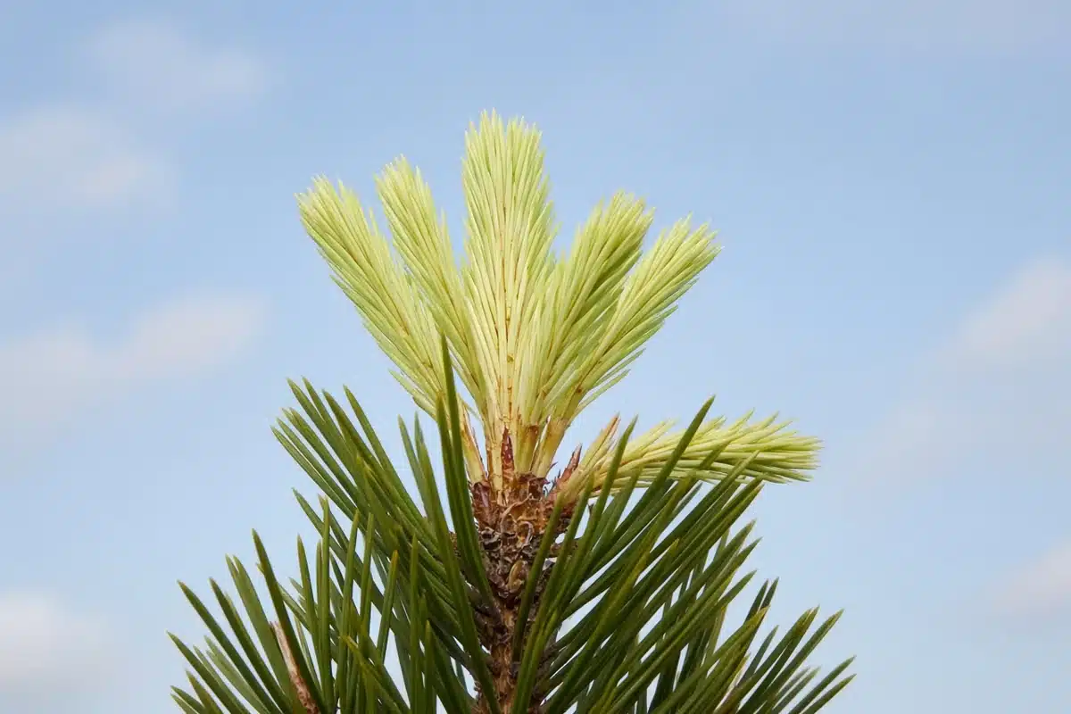 Pine leader with a second late summer shoot