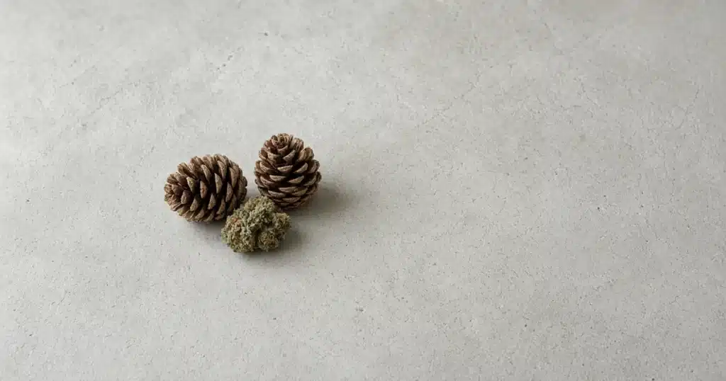 Pine cones beside a cannabis bud on pale stone