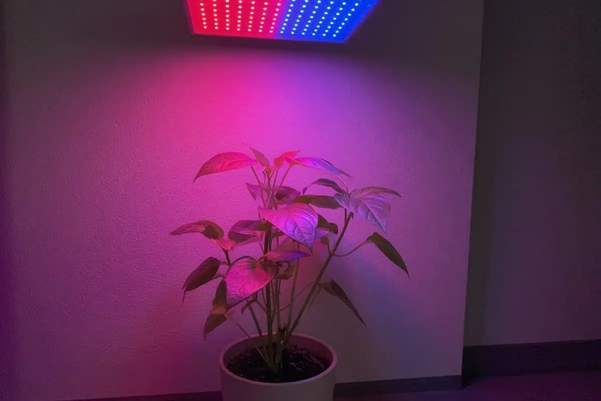 Pink glow from a red and blue LED grow light