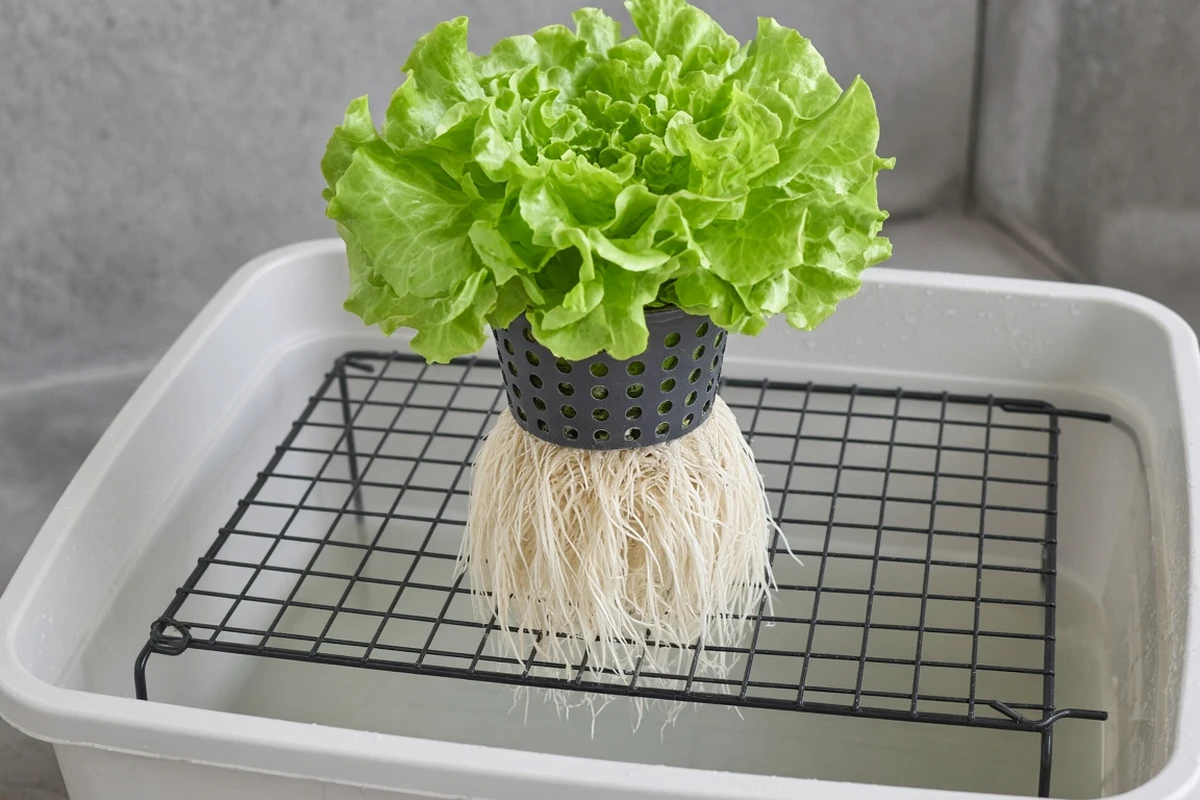 Plant lifted from a tote showing a clean root mass