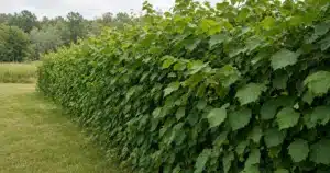 American hazelnut shrubs forming a hedge row