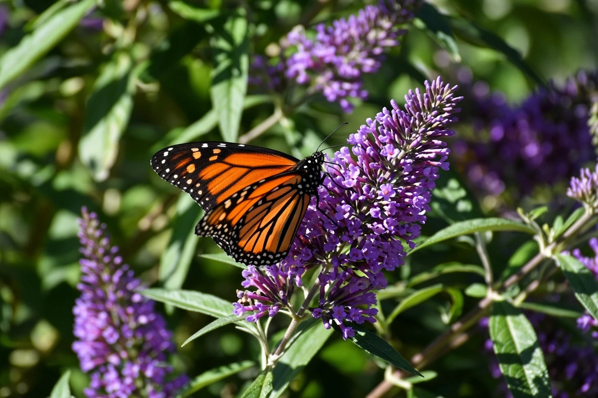 Pollinator on a flowering shrub