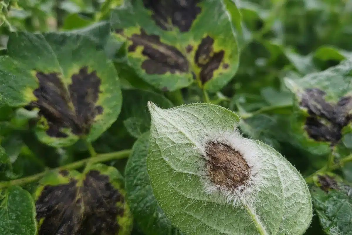 Potato foliage with blighted leaves