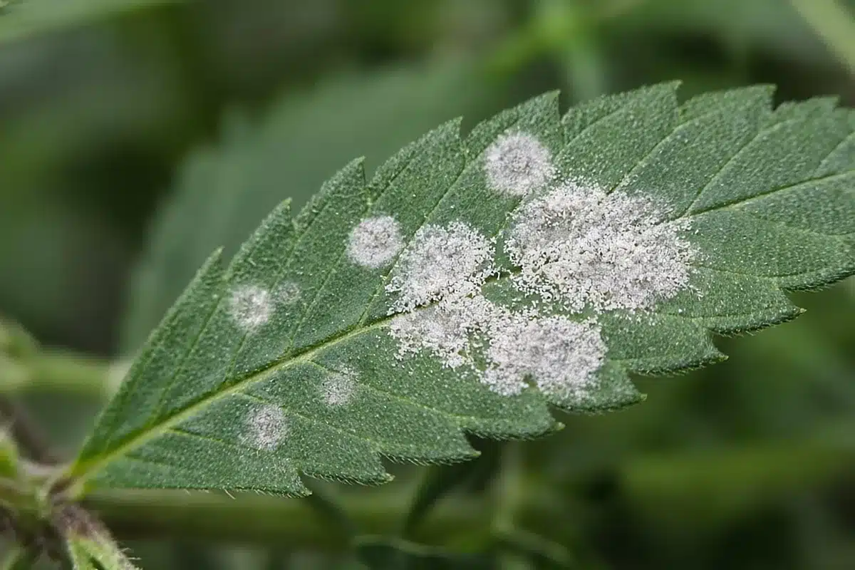 Powdery mildew on a cannabis leaf