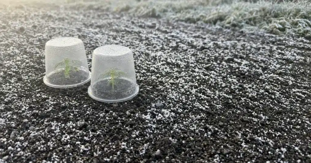 Young cannabis plants under clear frost covers outdoors