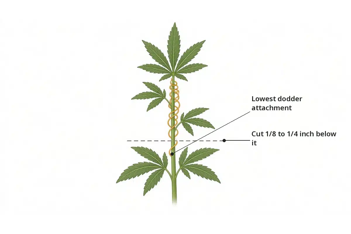 Diagram of a host stem cut 1/8 to 1/4 inch below the lowest point where dodder is attached