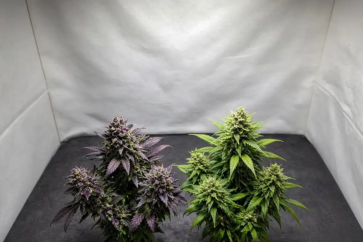 Purple and green cannabis plants flowering side by side in a grow tent