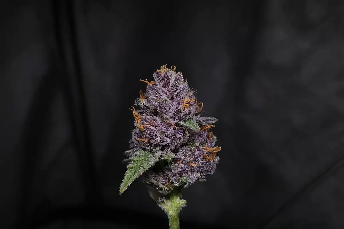 Purple cannabis bud covered in frosty trichomes
