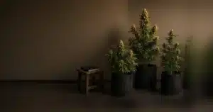 Mature cannabis plants of different shapes in an indoor grow room