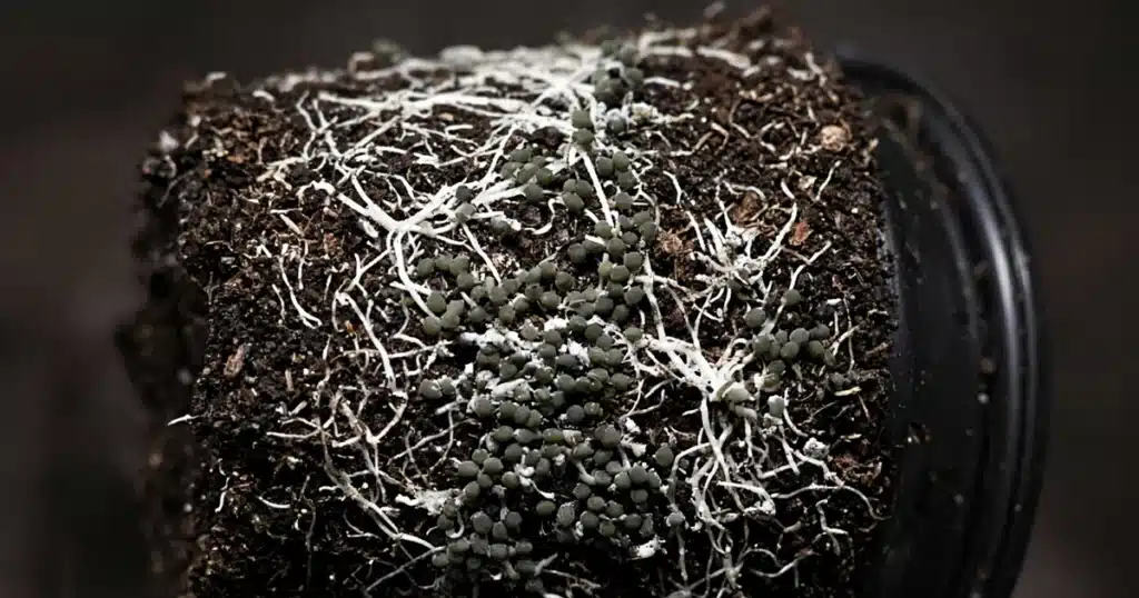 Root ball out of a black nursery pot with clusters of dark olive root aphids and white waxy specks on white roots