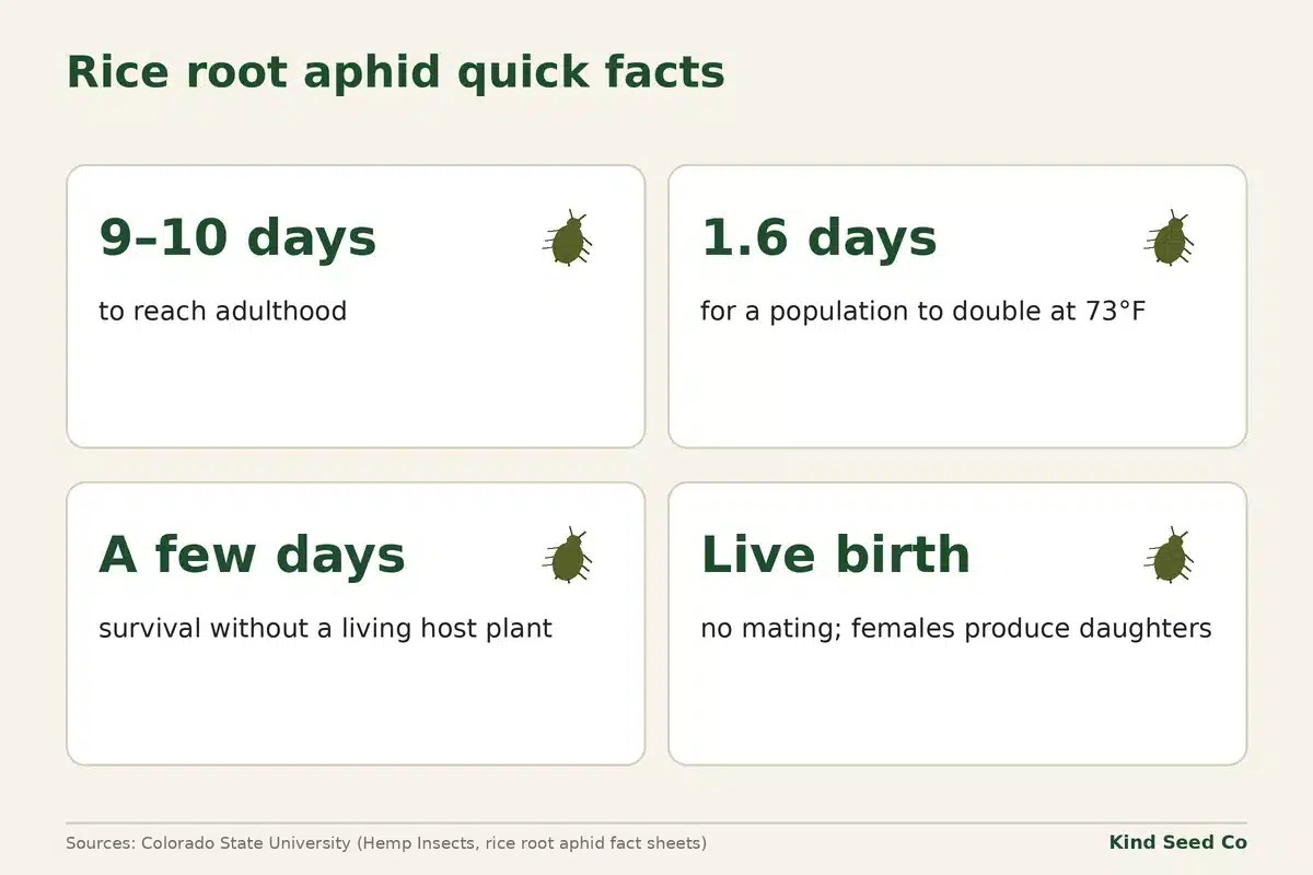 Rice root aphid fact card: adult in 9 to 10 days, numbers double in 1.6 days at 73°F, live birth