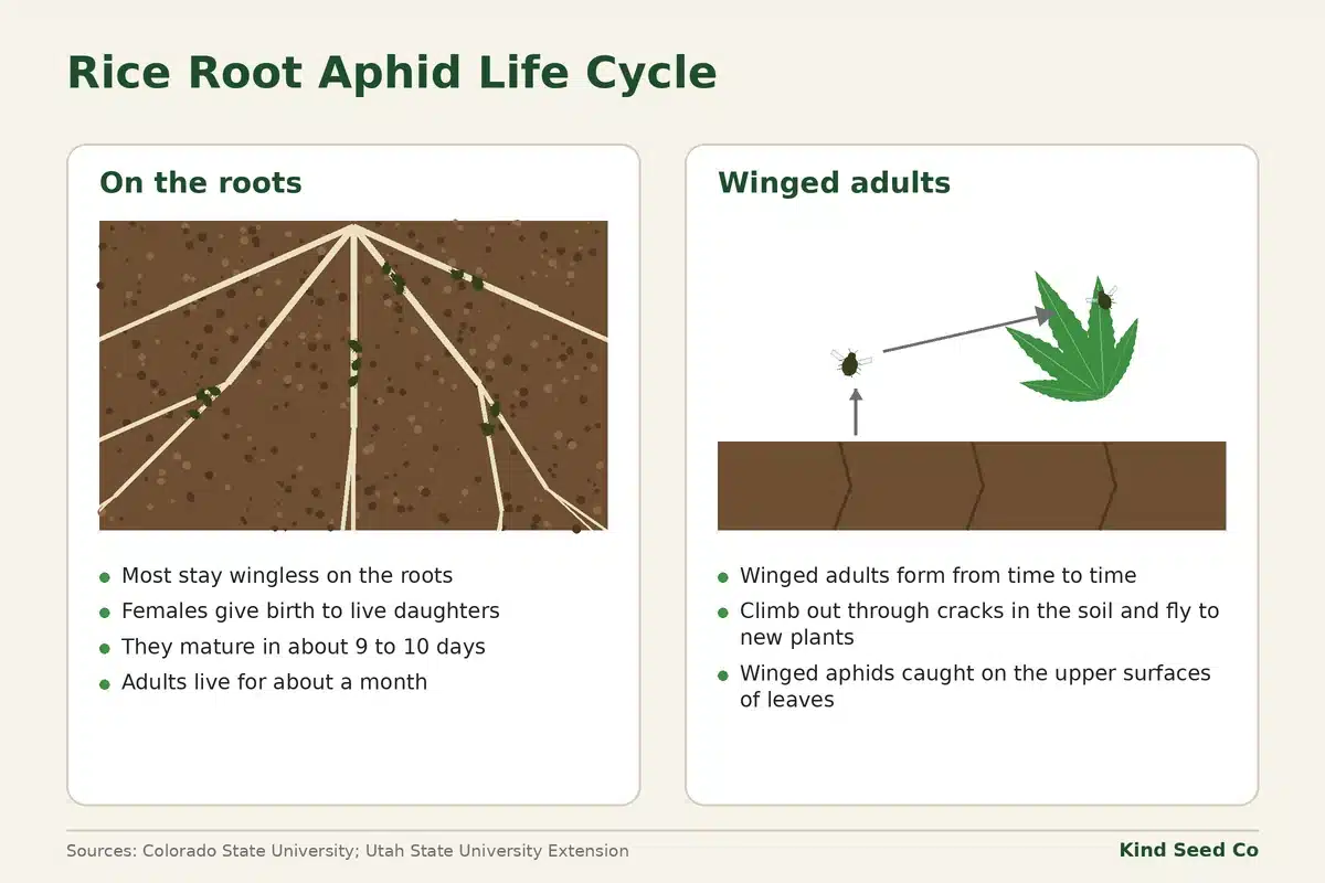 Diagram comparing wingless rice root aphids on the roots with winged adults that climb out of the soil and fly to new plants