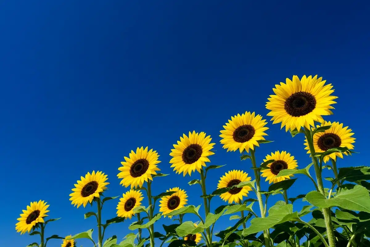 Row of sunflowers against a blue sky