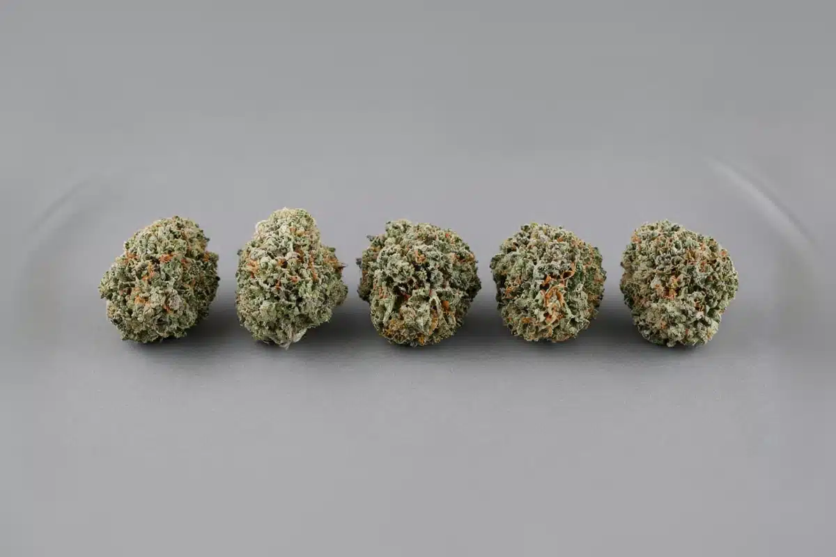 Row of matching cannabis buds of uniform size