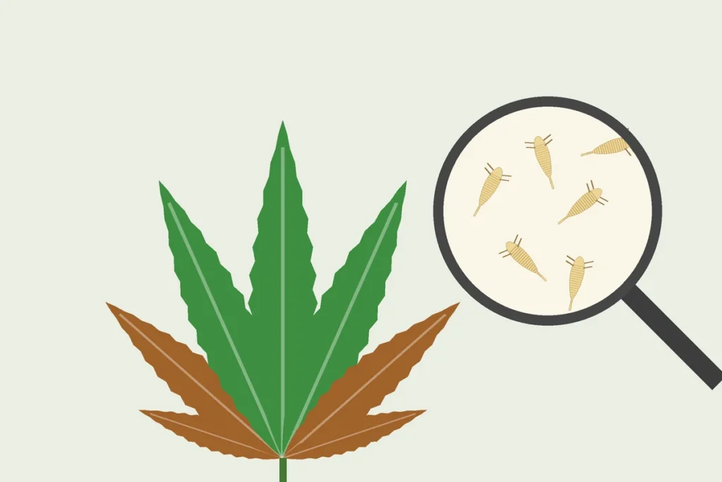 Illustration of a cannabis leaf with bronzed outer leaflets and a magnifier showing tiny pale, cigar-shaped mites