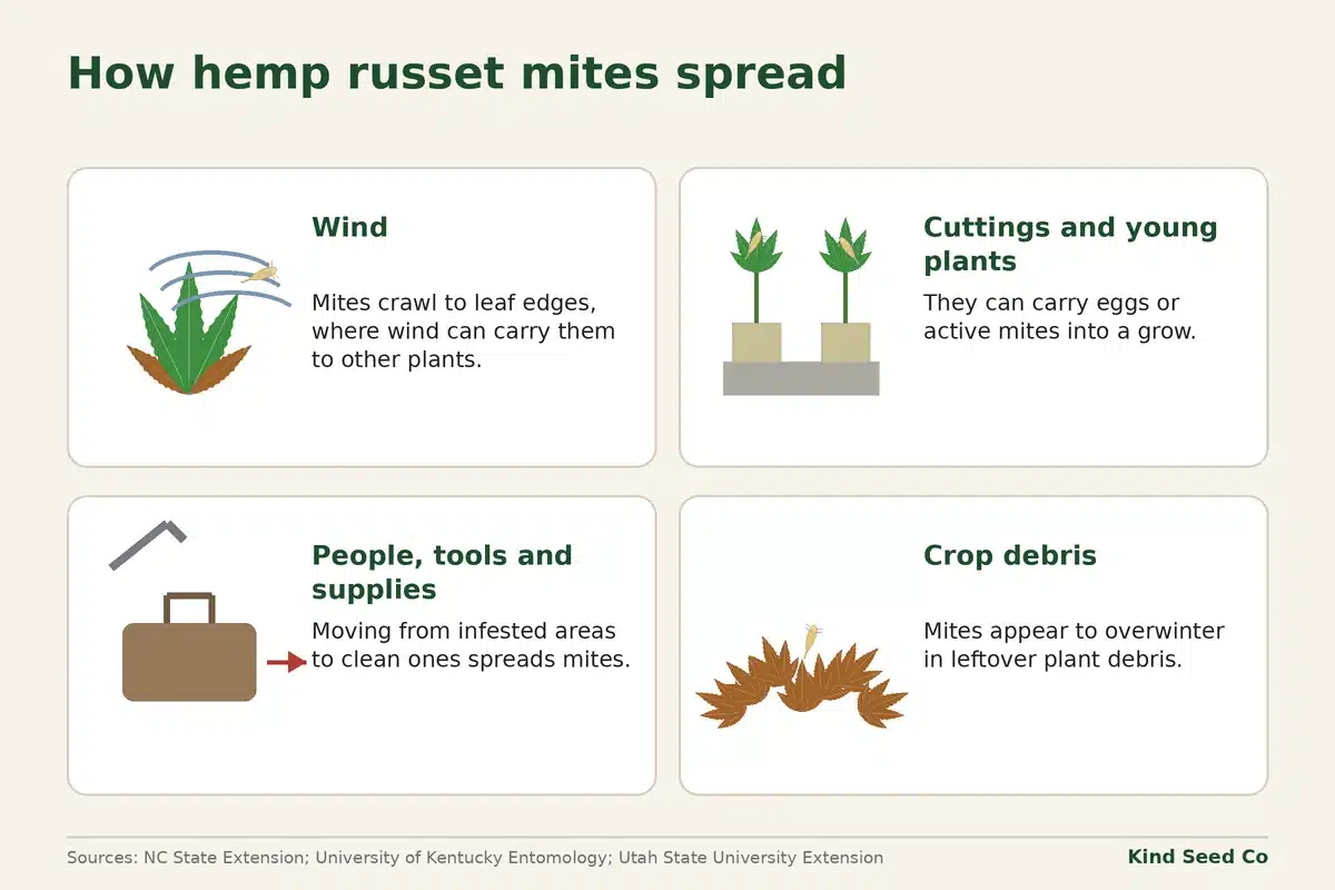Diagram of four ways hemp russet mites spread: wind from leaf edges, cuttings, people and supplies, and crop debris