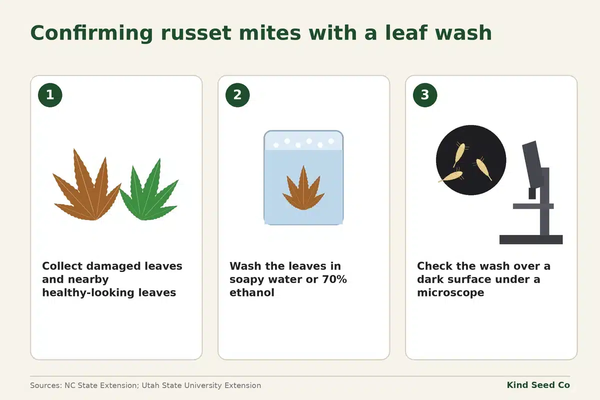 Three-step leaf wash diagram: collect leaves, wash in soapy water or 70% ethanol, check under a microscope
