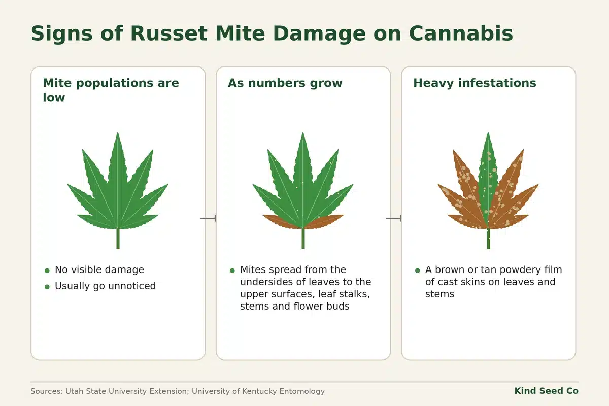 Three-stage diagram of russet mite damage: no visible damage at low numbers, mites spreading, then a film of cast skins