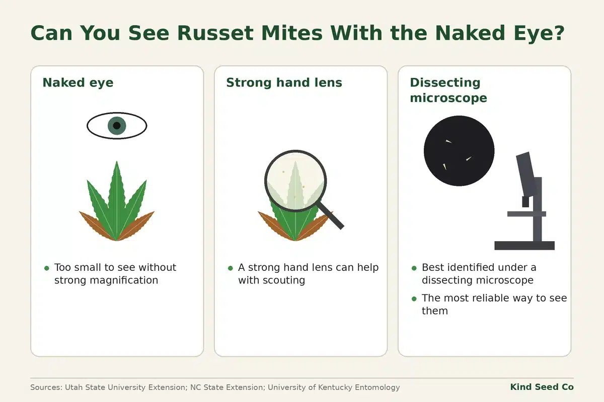 Diagram comparing the naked eye, a strong hand lens and a dissecting microscope for spotting hemp russet mites