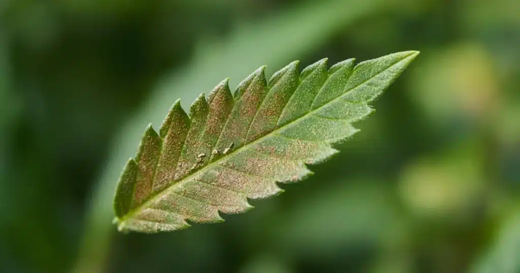 Cannabis leaflet with bronzed rusty patches and a few tiny pale russet mites near the vein