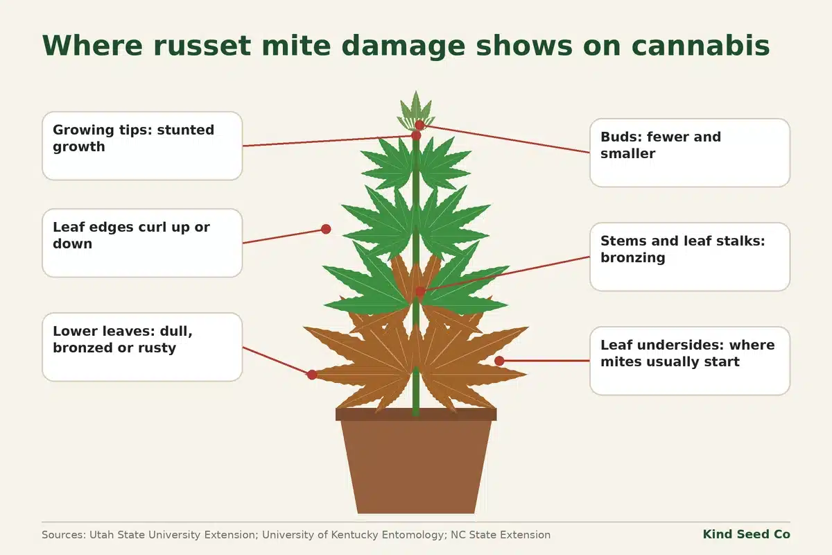 Diagram of a potted cannabis plant with bronzed lower leaves and labels showing where russet mite damage appears