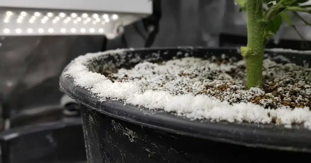 White salt crust on the soil surface and rim of a potted cannabis plant