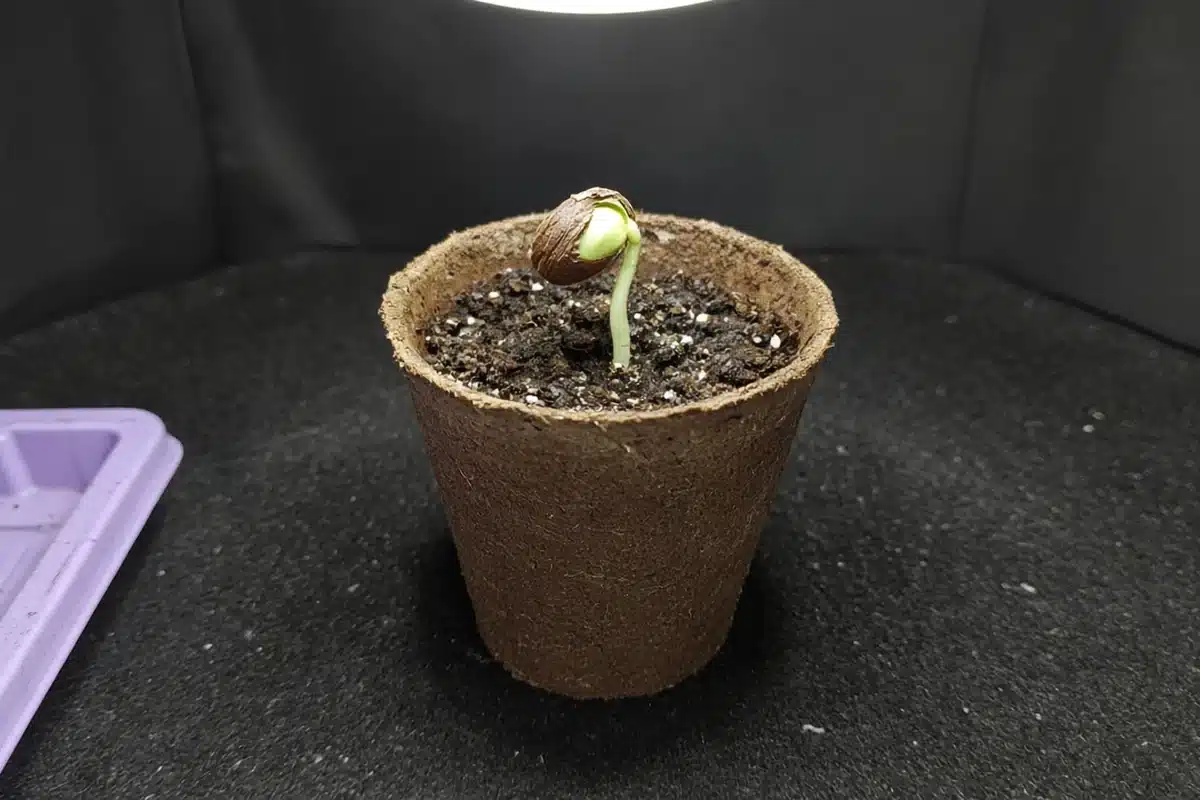 Cannabis seedling with the seed shell still stuck on its cotyledons.