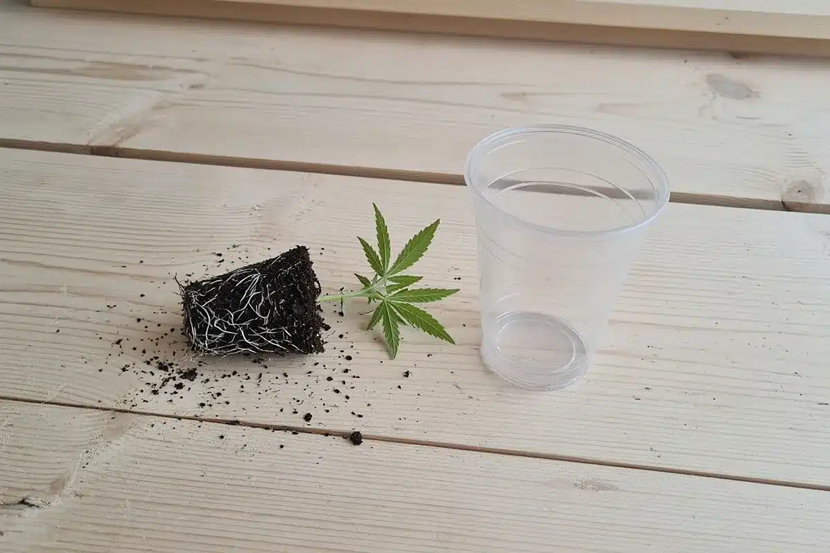 Cannabis seedling root ball out of its plastic cup
