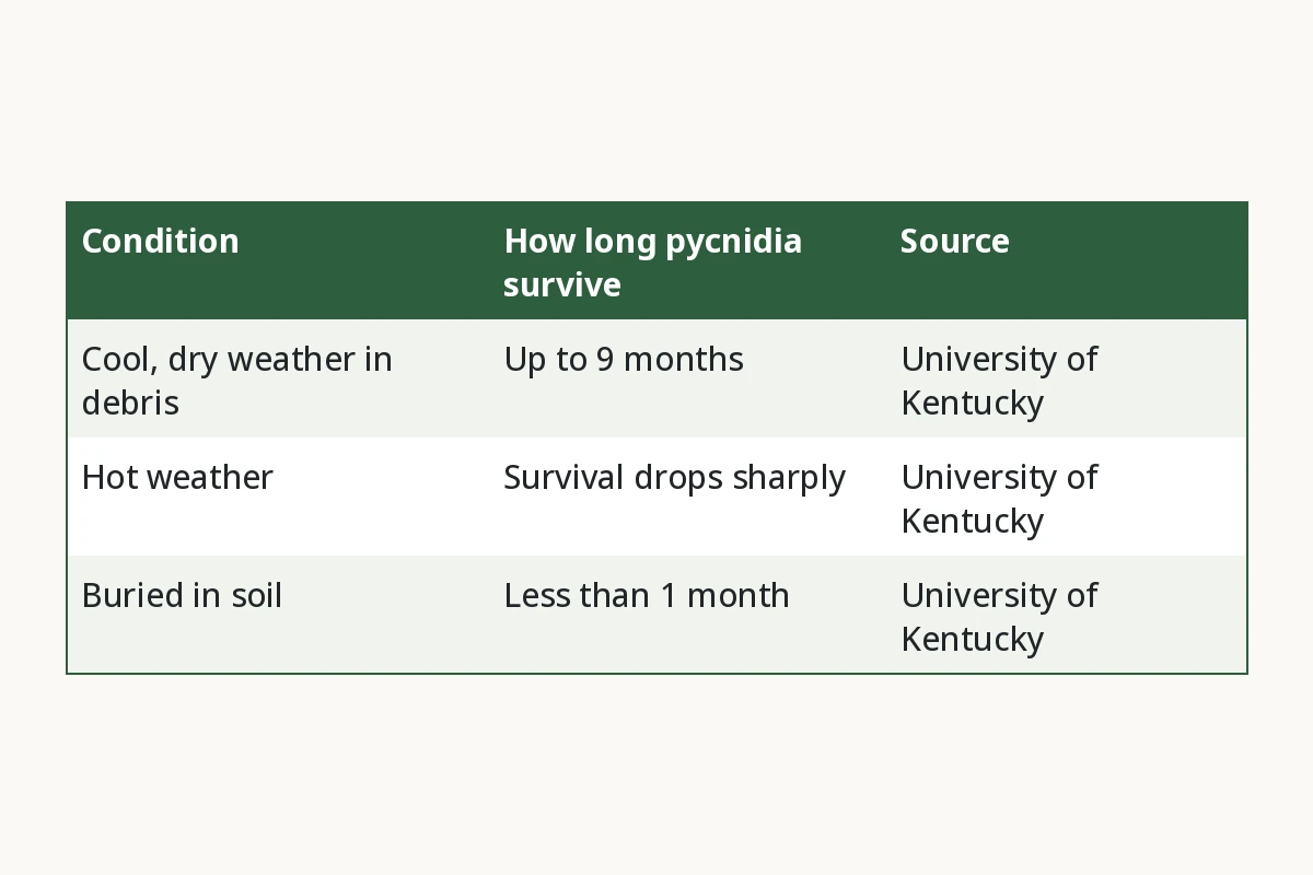 Septoria Survival in Debris. Condition, How long pycnidia survive, Source. Cool, dry weather in debris, Up to 9 months, University of Kentucky. Hot weather, Survival drops sharply, University of Kentucky. Buried in soil, Less than 1 month, University of Kentucky.