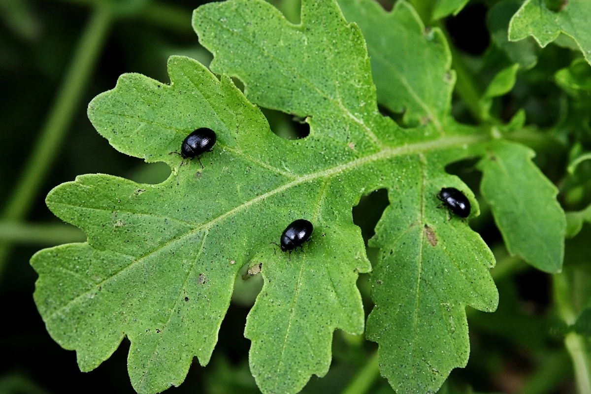 Small black beetles on a lobed green leaf