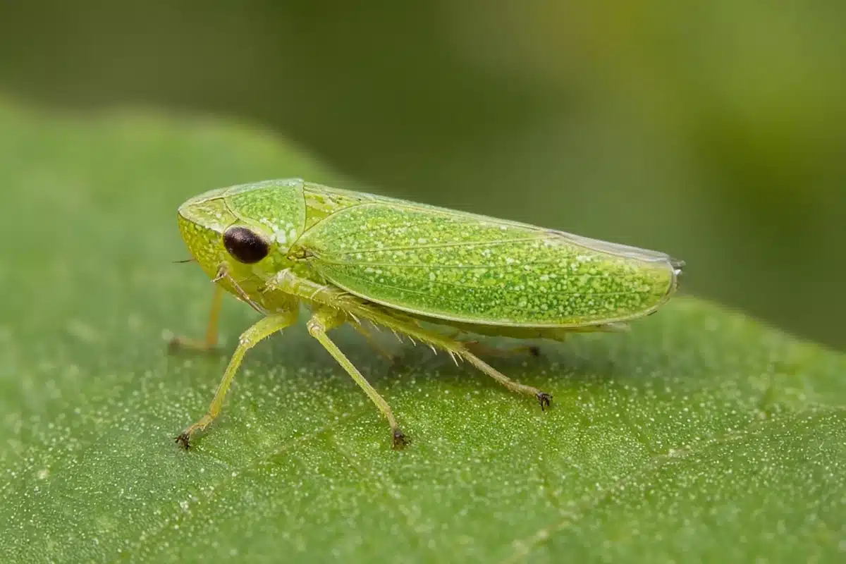 Small leafhopper on a leaf