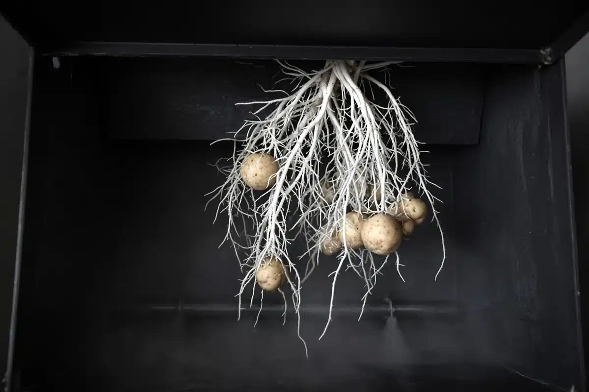 Small potato tubers on roots in a dark aeroponic box