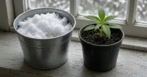 Bucket of fresh white snow melting indoors beside a cannabis seedling in a pot under a window