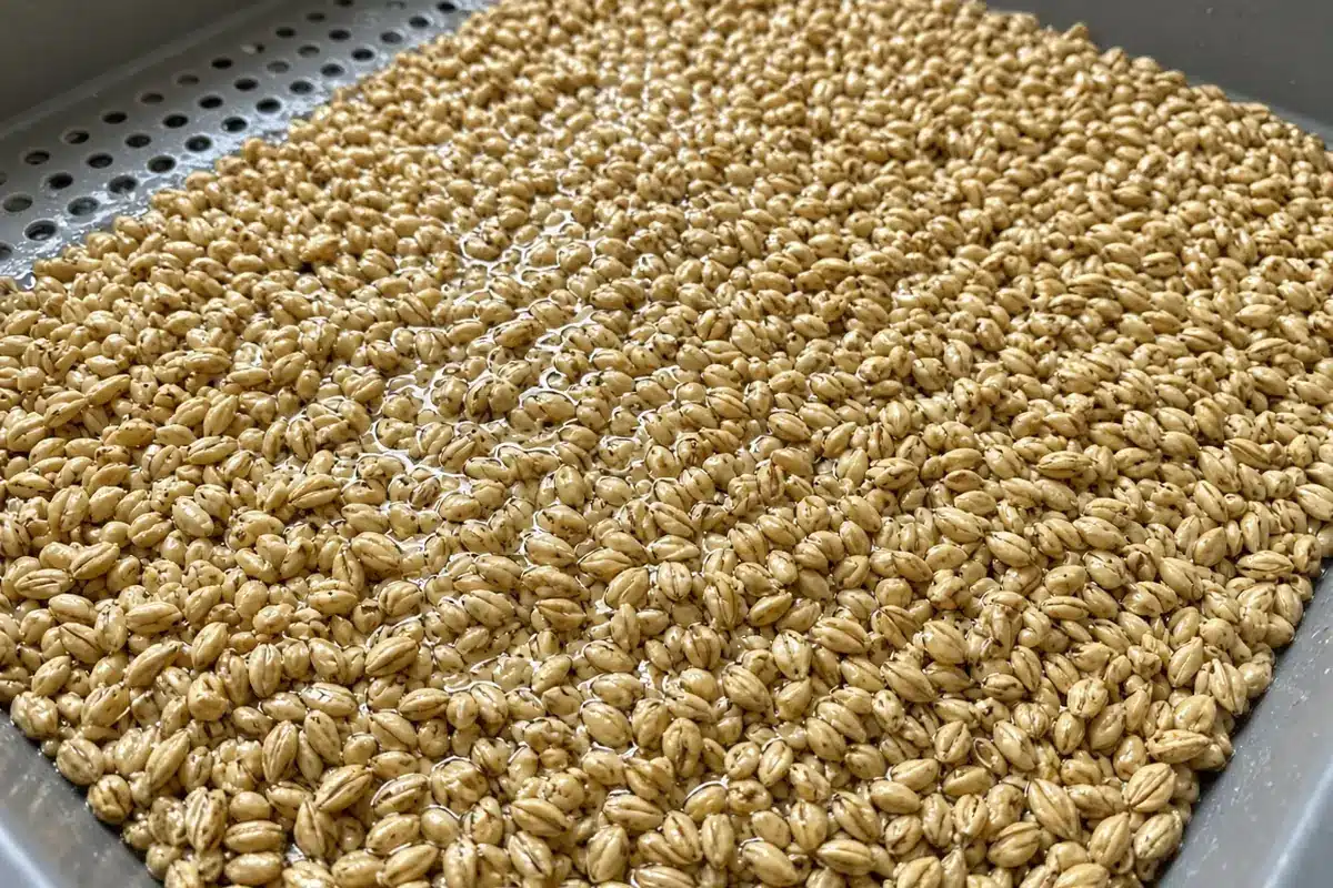 Soaked barley grain spread in a draining tray