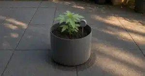 Photo-style illustration of a generic probe meter in a charcoal fabric pot of young cannabis on a patio