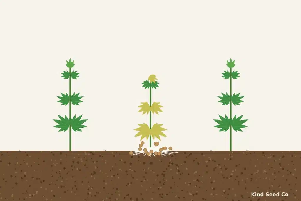 Illustration of a wilted hemp plant with white fungal growth and small tan balls at the stem base beside healthy plants