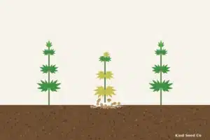 Illustration of a wilted hemp plant with white fungal growth and small tan balls at the stem base beside healthy plants