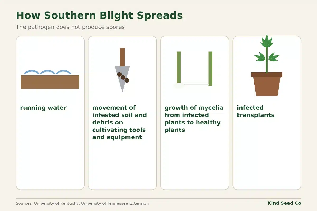 Diagram of southern blight spread by running water, soil on tools, plant-to-plant growth and infected transplants