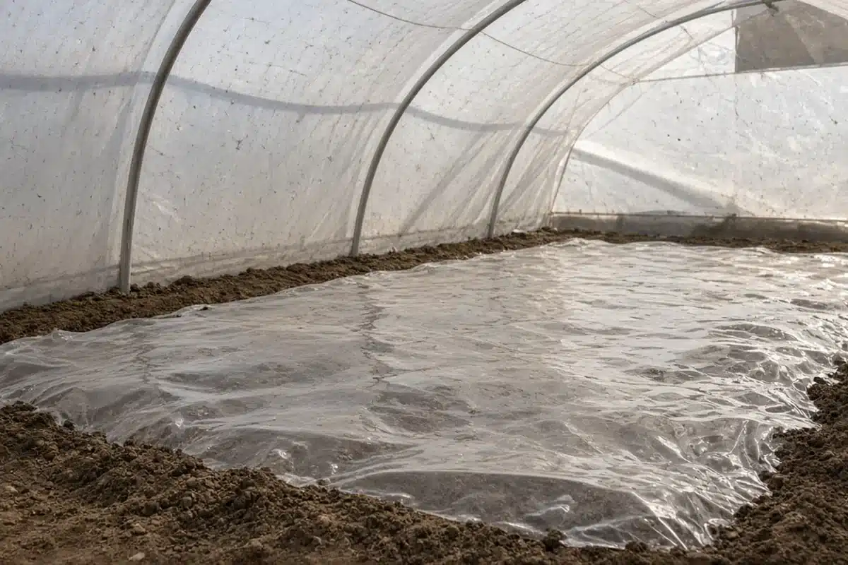 Photo-style illustration of a bare greenhouse ground bed covered with clear plastic sheeting held down with soil