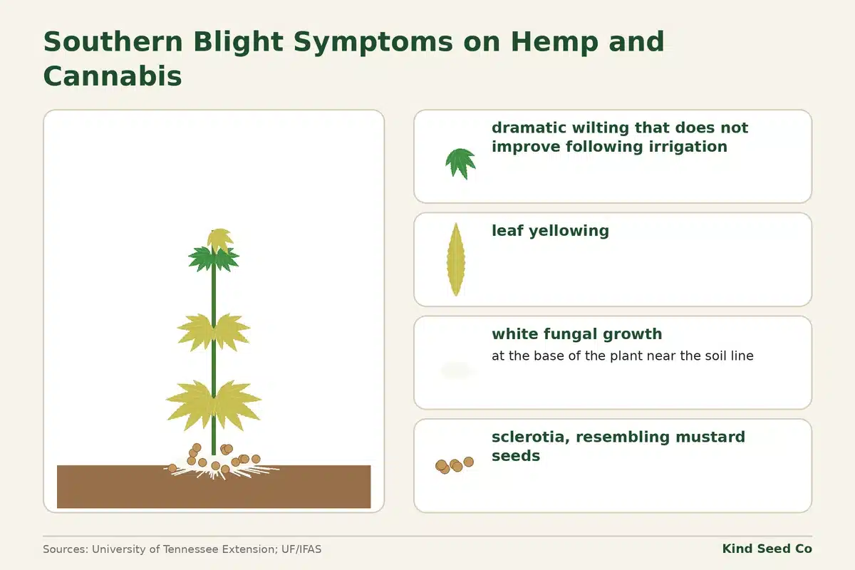 Diagram of four southern blight signs: dramatic wilting, leaf yellowing, white fungal growth at the base, and sclerotia