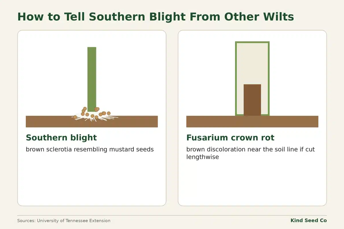Diagram comparing southern blight sclerotia at the stem base with the brown inner stem of Fusarium crown rot