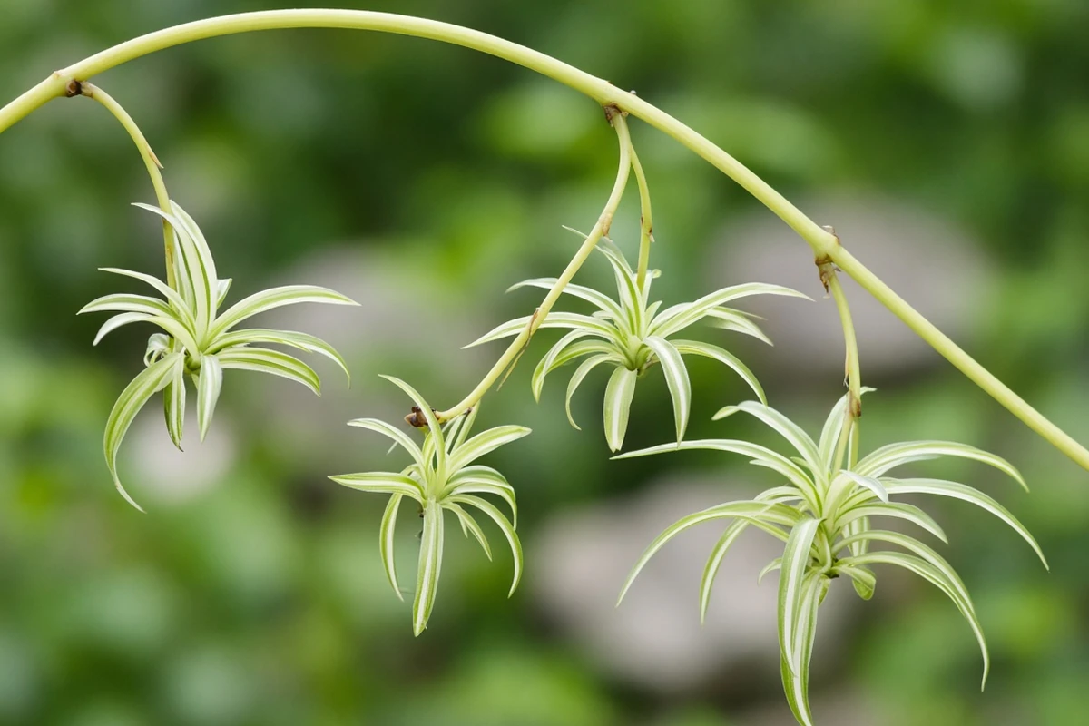 Spider plant runner with small plantlets
