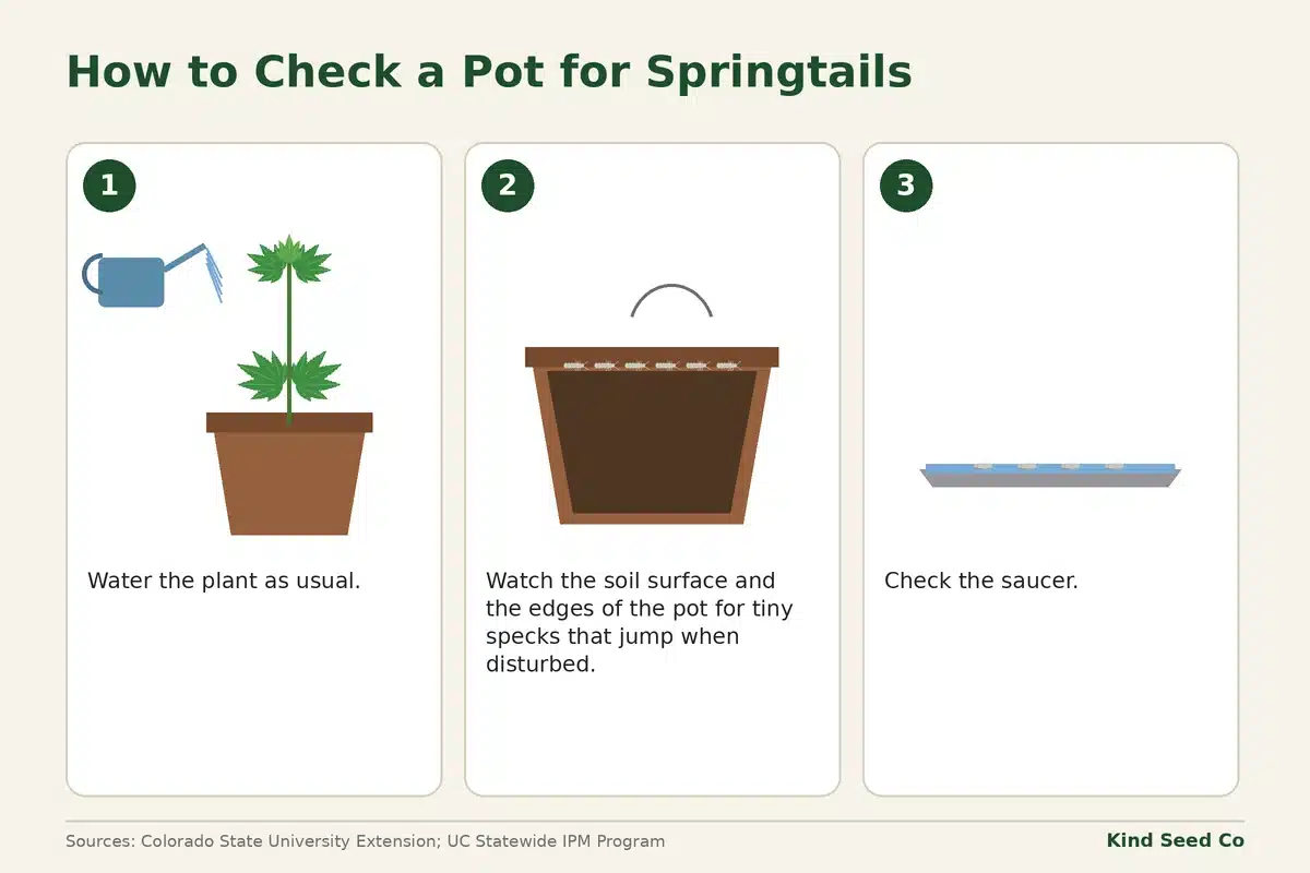Three-step diagram: water the plant, watch the soil surface for tiny specks that jump, then check the saucer