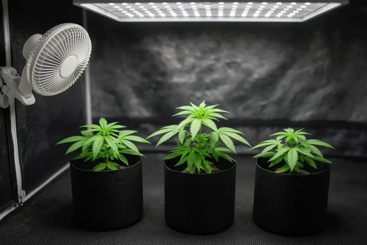Photo-style illustration of a small clip fan moving air over young potted cannabis plants inside a grow tent