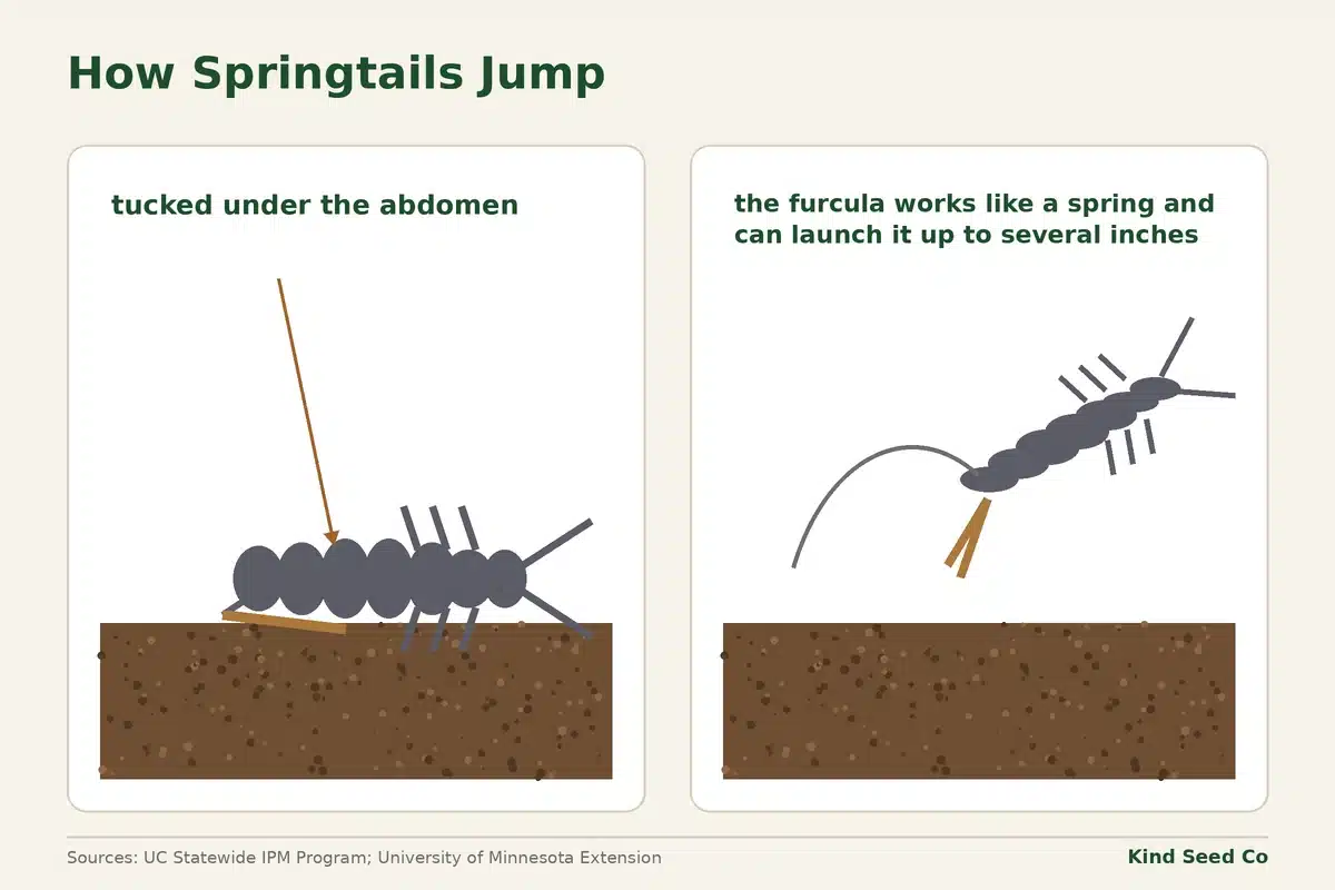Two-panel diagram of a springtail’s furcula, first tucked under the abdomen, then released to launch it up to several inches